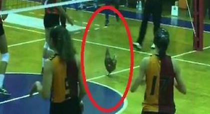 Αγώνας βόλεϊ στην Τουρκία διεκόπη εξαιτίας μίας… κότας! (pic)