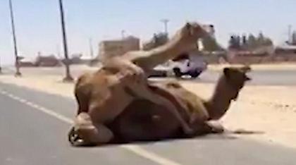 Βίντεο: Καμήλες συνουσιάζονται στη μέση του δρόμου και προκαλούν χάος!