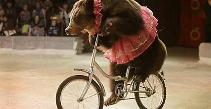 Αρκούδα έφυγε από τη σκηνή τσίρκου και έπεσε στο κοινό (video)