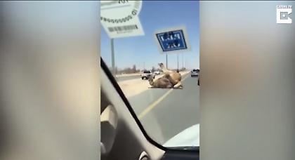 Ντουμπάι: Χάος από καμήλες που κάνουν σεξ στη μέση του δρόμου