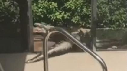 Αλιγάτορας πήγε για... κολύμπι σε πισίνα στη Φλόριντα (video)