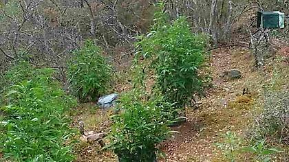 Χαλαρά: «Μερακλής» είχε φυτεία κάνναβης έξω από τη Θεσσαλονίκη