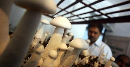 Ανακαλύφθηκε το αρχαιότερο απολίθωμα μανιταριού ηλικίας 115 εκατ. ετών