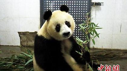 Πέθανε η Σου Σου, το πιο ηλικιωμένο θηλυκό γιγάντιο πάντα