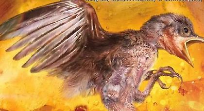 Εκπληκτική ανακάλυψη: Επιστήμονες βρήκαν αυτούσιο πτηνό 99 εκατ. ετών (pics/video)