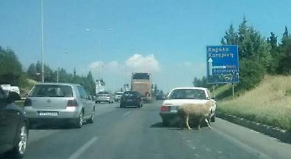 Κριάρι προκάλεσε... κομφούζιο στην περιφερειακή οδό της Θεσσαλονίκης (pics)