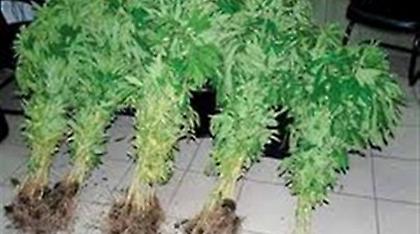 Χασισοφυτεία σε εγκαταλελειμμένο σπίτι στη Λέσβο