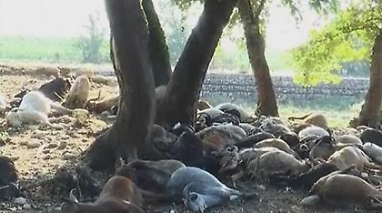 Κεραυνός σκότωσε ολόκληρο κοπάδι στα Άγραφα