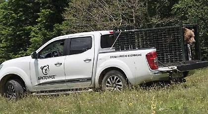 Αρκούδος πήδηξε την περίφραξη του «Αρκτούρου» για να ζευγαρώσει