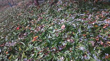 Αργολίδα: Έπεσε χαλάζι σε μέγεθος καρυδιού - Τεράστιες ζημιές στις καλλιέργειες