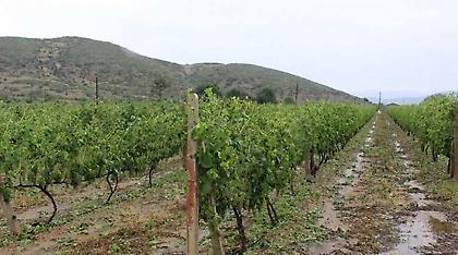 Μεγάλες καταστροφές από την κακοκαιρία στον κάμπο της Λιβαδειάς (pics)