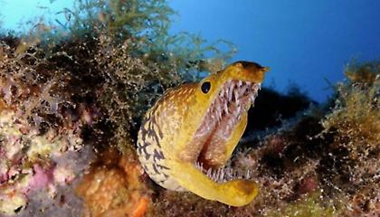 Έζησε αληθινό εφιάλτη: Της επιτέθηκε σμέρνα στη θάλασσα!