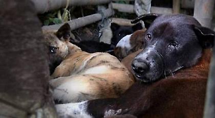 Η απόλυτη φρίκη στο Μπαλί -Σφαγιάζουν σκύλους και τους σερβίρουν σε τουρίστες εν αγνοία τους (pics)