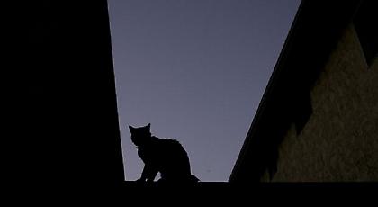 Πώς οι γάτες «κατέκτησαν» τον άνθρωπο μέσα σε 9.500 χρόνια