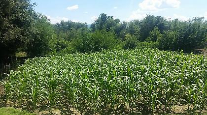 «Δάσος» από χασισόδεντρα σε αυλή σπιτιού στις Σέρρες