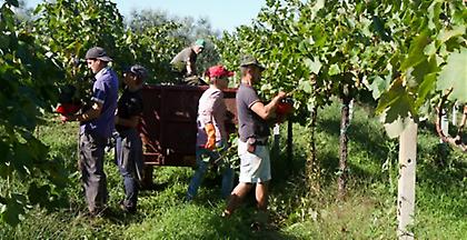 Η ξηρασία έχει κοστίσει στους Ιταλούς αγρότες 1 δις ευρώ