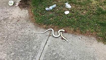 Γέμισε φίδια η Λάρισα - άρχισαν οι θεωρίες συνομωσίας