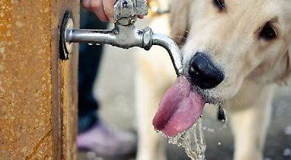 Δοχεία νερού για αδέσποτα σε 35 σημεία της Αθήνας