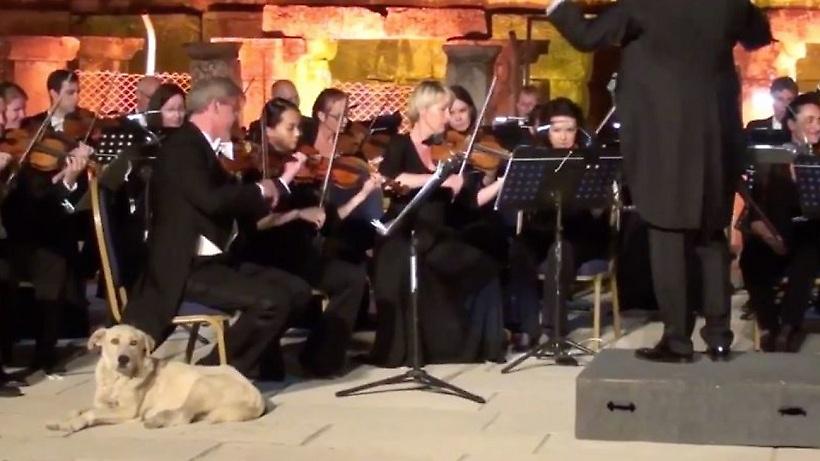O σκύλος που έκλεψε την παράσταση στην Τουρκία (video)