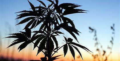 Σέρρες: 51χρονος καλλιεργούσε 90 δενδρύλλια κάνναβης στην αυλή του