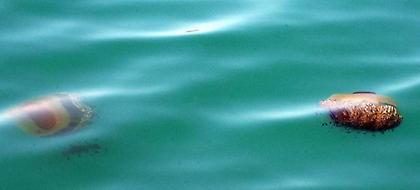 Πάτρα: Γυναίκα μεταφέρθηκε στο νοσοκομείο από τσίμπημα μέδουσας -φωτό