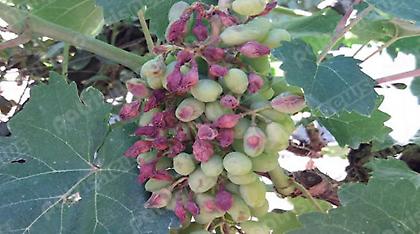 «Κάρβουνο» οι καλλιέργειες από τον καύσωνα σε Κρήτη και Ηλεία