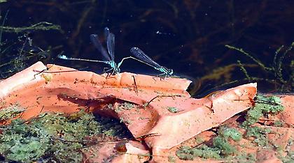 Το ΚΕΕΛΠΝΟ προειδοποιεί: Υπαρκτός ο κίνδυνος ελονοσίας