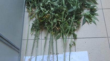 Λάρισα: Είχε μετατρέψει τα αρδευτικά κανάλια σε χασισοφυτεία!