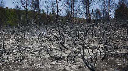 Συνελήφθη 56χρονος για τη φωτιά στην Αλεξανδρούπολη