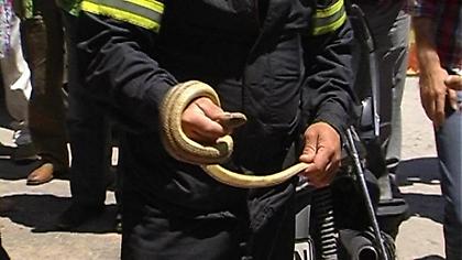 Κοζάνη: Βρήκαν φίδι σε κατάστημα με παιδικά ρούχα