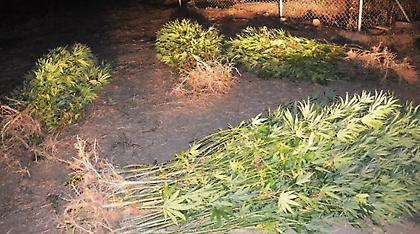 Νυχτερινή αστυνομική έφοδος αποκάλυψε πάνω από 300 χασισόδεντρα στη Μεσσηνία