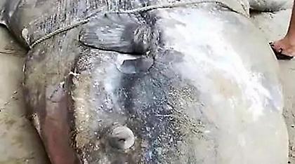 Φωτογραφίες: Η θάλασσα ξεβράζει τεράστια τερατόμορφα ψάρια στην Κίνα