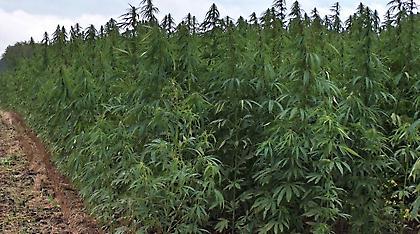 Δημόσιοι υπάλληλοι καλλιεργούσαν χασίς στο Παναιτώλιο