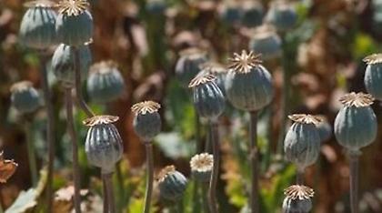 Βρέθηκε φυτεία οπιούχου παπαρούνας στην Ξάνθη