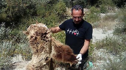 Καταγγελία Αρκτούρου: Σκότωσαν αρκούδα για το δέρμα της (ΦΩΤΟ)