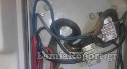 Λαμία: Βρήκαν φίδι σε ρολόι της ΔΕΗ -Είχε τυλιχθεί στα καλώδια (pics/video)