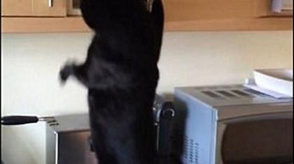 Απολαυστικό βίντεο: Αυτή η γάτα θα κάνει τα πάντα για ένα σνακ