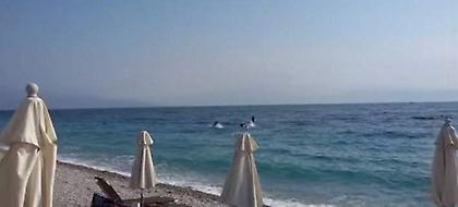 Υπέροχο θέαμα: Δελφίνια βγήκαν στα ρηχά στην Ακράτα, ξετρέλαναν τους λουόμενους (video)