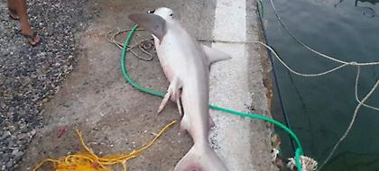 Στη Γαύδο έριξαν παραγάδι και έβγαλαν... καρχαρία (pics)