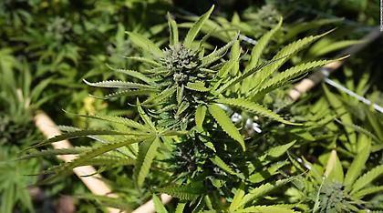 Με λάστιχο από το σπίτι του πότιζε την χασισοφυτεία