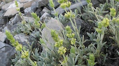 Μαζεύουν και οι Έλληνες παράνομα τσάι του βουνού