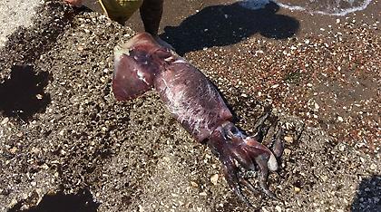 Ψαροντουφεκάς έπιασε καλαμάρι 1,5 μέτρου στα Ίρια Αργολίδας