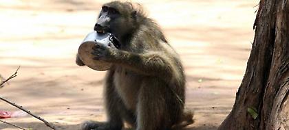 Ζάμπια: Μπλάκ άουτ σε τουριστικό θέρετρο προκάλεσε ένας… μπαμπουίνος