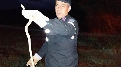 Φίδι… επισκέφθηκε κεντρικό κατάστημα της Λάρισας (pics)