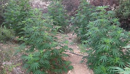 Φυτεία με δενδρύλλια δυο μέτρων στον Μυλοπόταμο - Άφαντοι οι καλλιεργητές