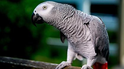 Ένα πανέξυπνος παπαγάλος «εξιχνιάζει» μια μυστηριώδη δολοφονία