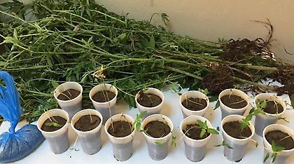 Από την Πέλλα στη Θεσσαλονίκη για χασισοφυτεία