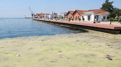 Το φυτοπλαγκτόν επέστρεψε στο Θερμαϊκό και αυτή τη φορά είναι πράσινο