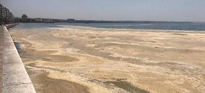 Γέμισε ξανά ο Θερμαϊκός με φυτοπλαγκτόν και μέδουσες - Τι λένε οι ειδικοί (pics/video)