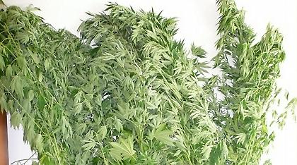 Μαγνησία: Πίσω από το μαντρί έκρυβε γιγάντια χασισόδεντρα ένας 59χρονος